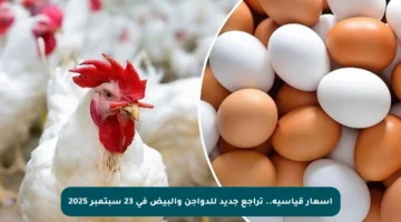أسعار قياسية.. تراجع جديد للدواجن والبيض في 23 سبتمبر 2025